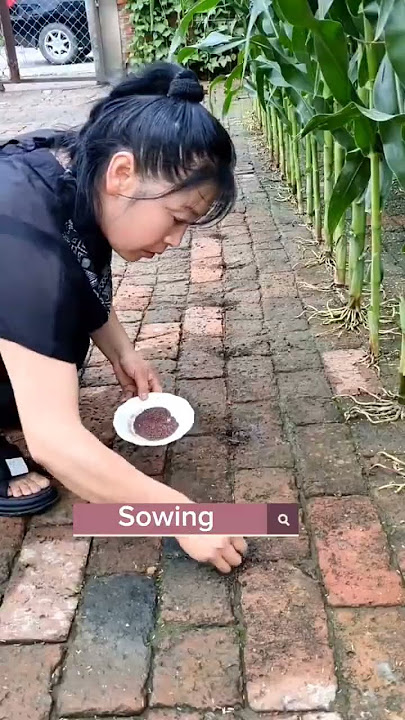 Download lagu How To Turn Brick Yard To A Vegetable Garden #satisfying #shot