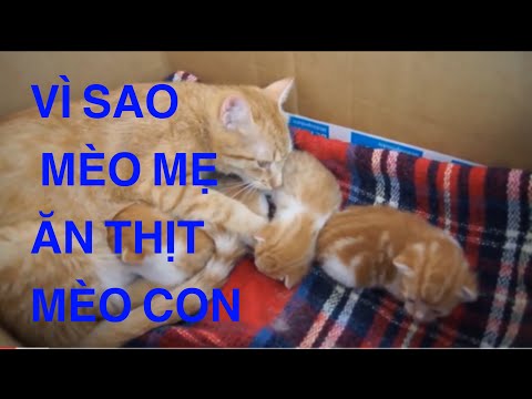 Video: Tại Sao Nhiều Mèo Lại Cần Nhiều Hộp đẻ