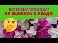 Бугенвиллия домашняя: адаптация, уход и проблемы / Стоит ли сажать в большой горшок?