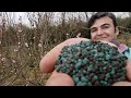 بهترین کود برای افزایش باردهی درختان میوه و محصولات زراعی همچون صیفی جات و جالیزی ها