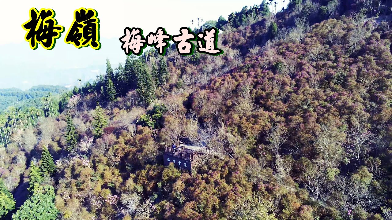 梅嶺 3萬株紫牡丹 梅花 梅峰古道 絕美步道花海