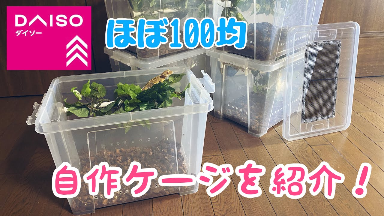 ほぼダイソー！10匹以上クレスを飼育する男の100均製自作ケージ - YouTube