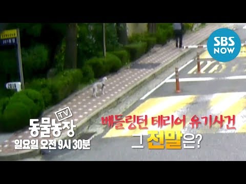 [TV 동물농장] Ep.941 예고 &amp;#39;보고도 믿기 힘든 그날의 사건!&amp;#39; / &amp;#39;Animal Farm&amp;#39; Preview | SBS NOW