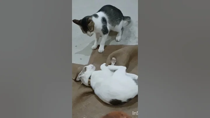 Video 7028471: kitten russian, lovely russian, kitten fight