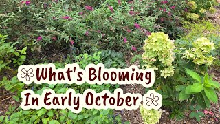What's Blooming In My Garden In Early October. 8A GA 🪴