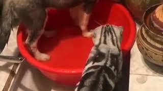 おい 水を無駄にするなとあれほど 水遊びをしていた犬 猫にたしなめられてしょぼーん ニコニコニュース おい 水を無駄にするなとあれほど 水遊びをしていた犬 猫にたしなめられてしょぼーん ニコニコニュース