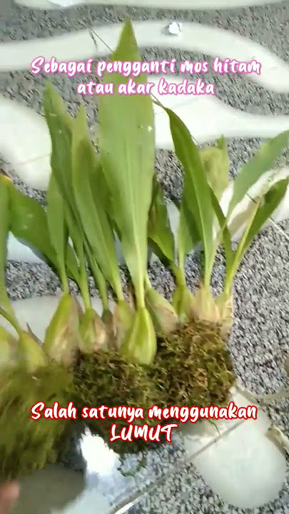 Menjaga kelembapan anggrek Coelogyne suaviolens #shorts #mediatanamanggrek #orchid #orchidscare