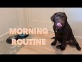 Labrador puppys morning routine