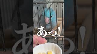 大好物を眼の前にした世界最小インコの行動がかわいすぎる! #shorts