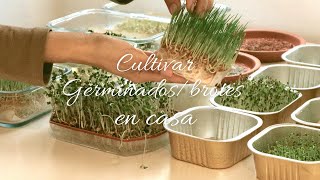 #6 How to grow sprouts/sprouts at home without soil: Superfood without chemicals (subtitles)#sprouts