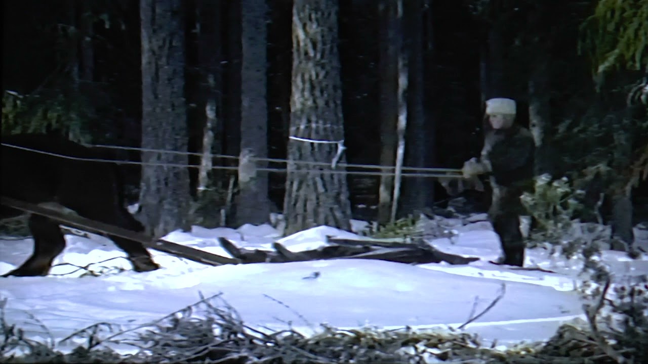 Så gick det till - hästen i skogen på 50-talet