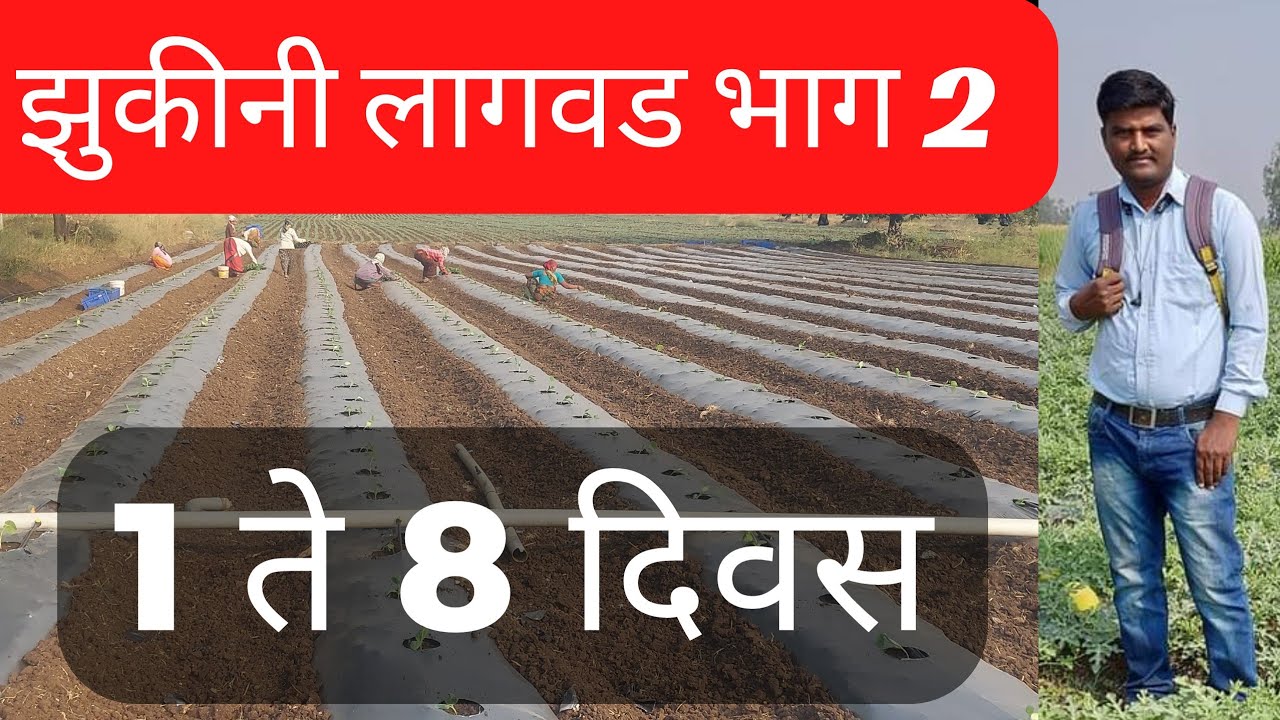 झुकीनी लागवड रोप लागण नंतर 1 ते 8 दिवसाचे नियोजन @Sheticha_Doctor