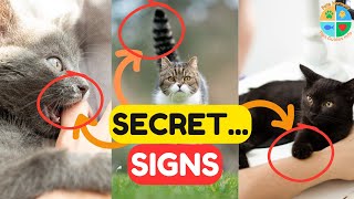 20+1 Secret Signs Your Cat Loves You But You Don't Know!