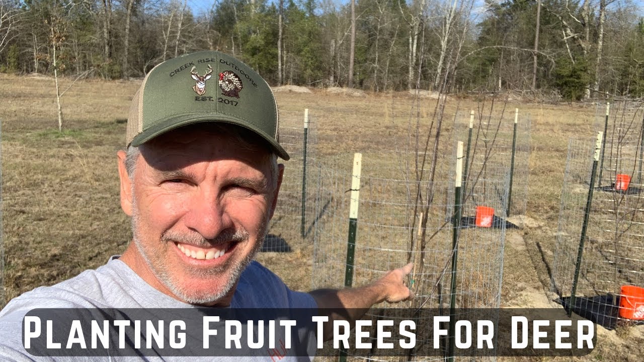 Plant Apple and Pear Trees for Better Deer Hunting | Georgia Habitat ...