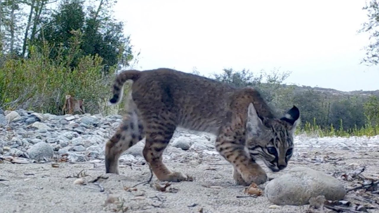Momma Bobcat with her two kittens! Happy Mother's day! - YouTube