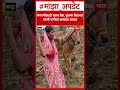 Latur Bull Issue : नांगरणीसाठी एकच बैल, दुसऱ्या बैलाच्या जागी पत्नीला कामाला लावलं