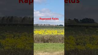 Rapeseed field #england #canallife #narrowboat #travel #canalboatlife #boat