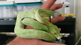 Green tree python update of 2019