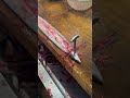 I am currently training to be an eel craftsman. #eel #craftman #fish #cuttingskills #cooking