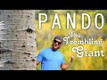 Pando - The World&#39;s Largest Living Organism!