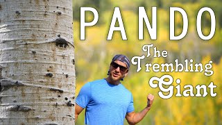 Pando - The World's Largest Living Organism!