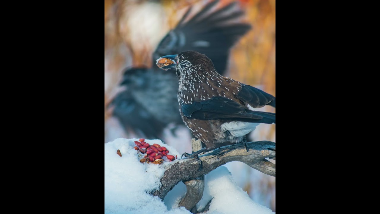 Northern nutcracker (Nucifraga caryocatactes) in 10 frames...