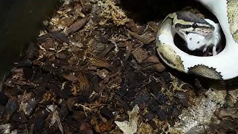 Python Bites Rodent on Head / warning live feeding
