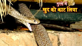 बहुत ही अजीब, यहां पर कैसे छिप सकता था कोबरा, फिर कैसे निकाला गया Indian Venomous Cobra Snake Rescue