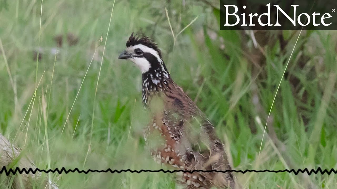 How Did Bobwhites Get to Cuba?