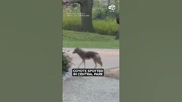 Coyote Spotted In NYC S Central Park 