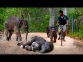 Baby elephants go out for a walk