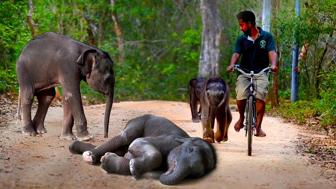 sri lanka elephants national park Baby elephants go out for a walk