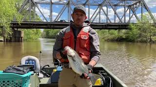 Coastal Rivers Fisheries Report - Neuse River (4/4/24) by N.C. Wildlife Resources Commission 128 views 1 month ago 52 seconds