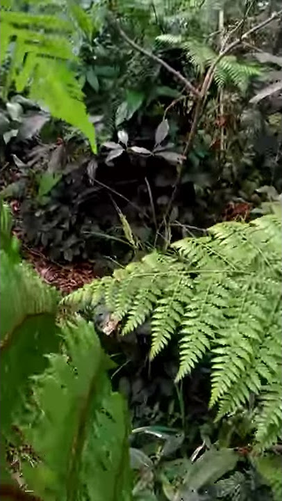 Mikat burung sikatan bubik