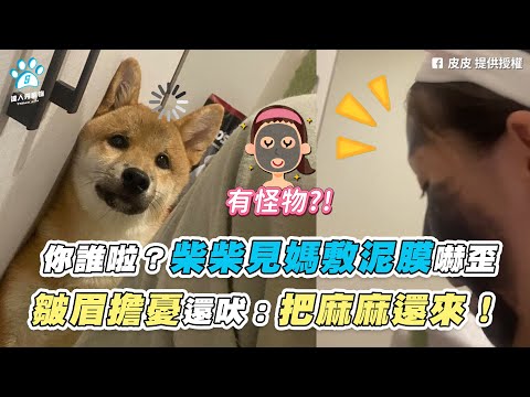 【你誰啦？柴柴見媽敷泥膜嚇歪 皺眉擔憂還吠：把麻麻還來！】｜網友 / Joyce Cheng  ／ FB / 茶蛋一家