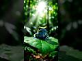 The Brightest Frog In The Jungle