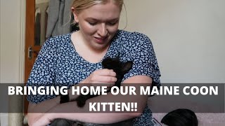 BRINGING HOME OUR MAINE COON KITTEN!!