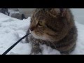 кот и снег / 고양이 눈 / 猫と雪