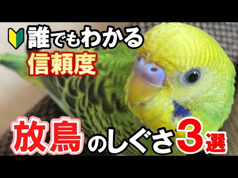 【厳選】セキセイインコから愛される為に必ず知っておくべきこと