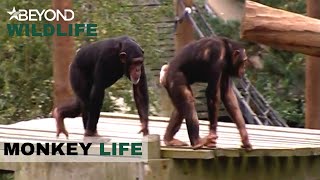 S1E07 | Being Pursued By The Alpha Male | Monkey Life | Beyond Wildlife