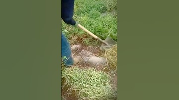 cleaning weeds with a shovel #shorts