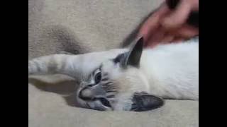 Seal Lynx siamese female 001 by Permes Cattery 4,192 views 7 years ago 2 minutes, 57 seconds