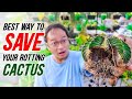 How to SAVE your ROTTING Cactus // PAANO I-SAVE ANG NABUBULOK MONG CACTUS