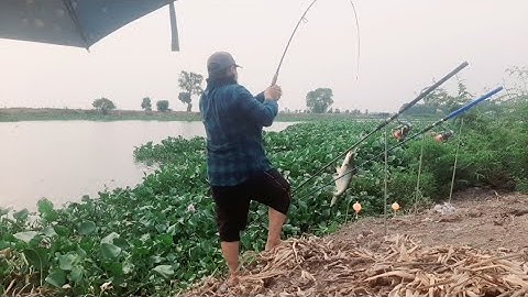 vĩnh hưng long an cá chậm ăn rồi mọi người ơi#fishing
