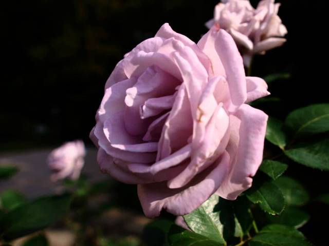 哀愁日記 昭和29年 コロムビアローズ 再吹込 Youtube