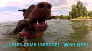(2/2) Zeus! the Red Doberman - Swimming Lessons at Confederation Dog Park Beach (2/2) Zeus! the Red Doberman - Swimming Lessons at Confederation Dog Park Beach