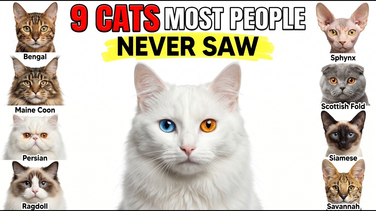 The 9 Most Exotic Cat Breeds in the World Explained!