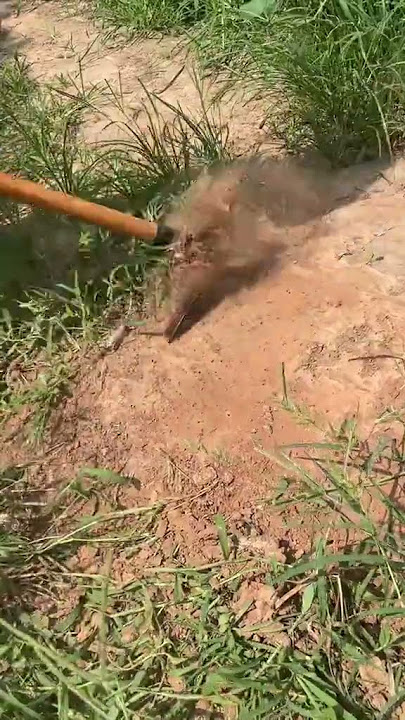 #cangkulrumput #satisfying #pertanian #farming #duet #garden #cangkul #agriculture