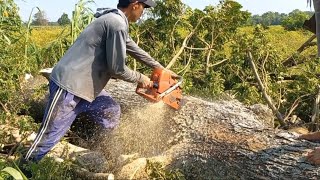 Waww‼️‼️‼️bonus dari petani cabai,potong pohon Trembesi di lokasi persawahan cabai