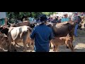 Vacas Paridas 🐄 en San Rafael Cedros El Salvador On ✔